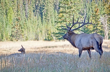 Canada 21 Elks 38