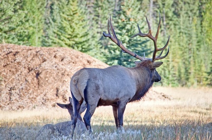 Canada 21 Elks 39