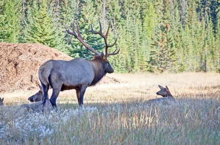 Canada 21 Elks 40