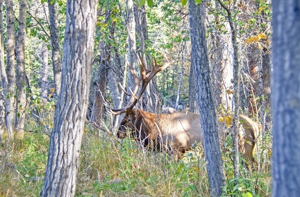 Canada 21 Elks 41