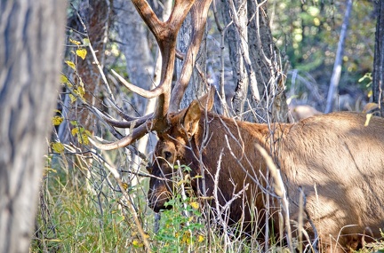 Canada 21 Elks 43