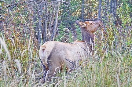 Canada 21 Elks 48