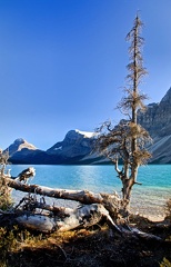 Canada 27 Bow lake 06