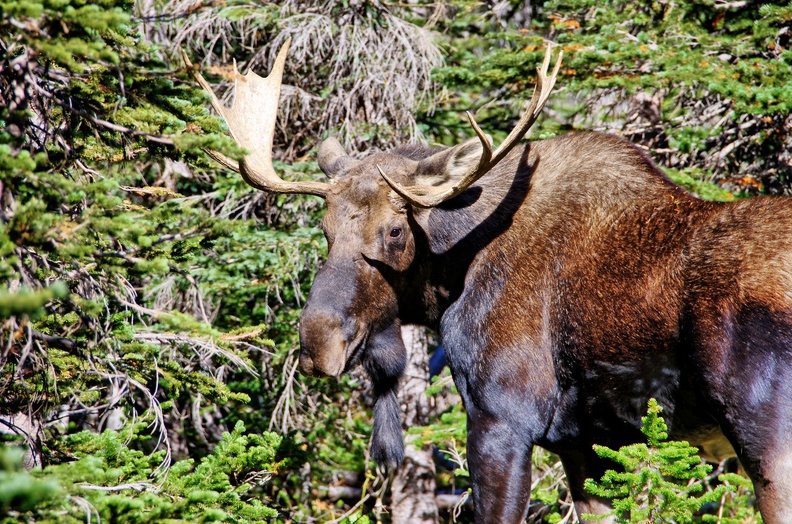 Canada_39_Iceberg_Lake_Trail_55.jpg