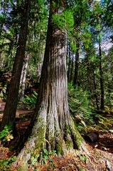 Canada 44 Trail of the cedars 06