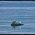 06 Ile aux Coudres 017