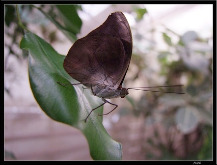 Serre aux papillons 017