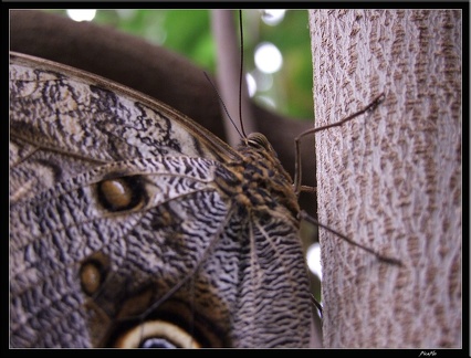 Serre aux papillons 020