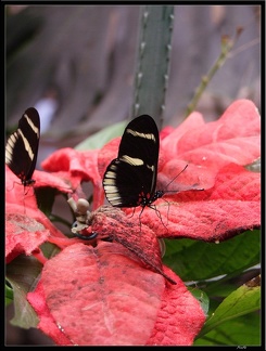 Serre aux papillons 021