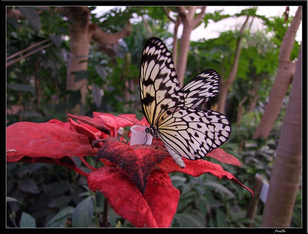 Serre aux papillons 023