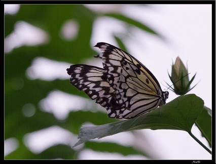 Serre aux papillons 028