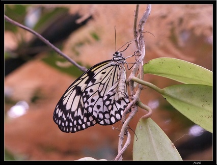 Serre aux papillons 031