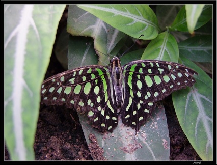 Serre aux papillons 033