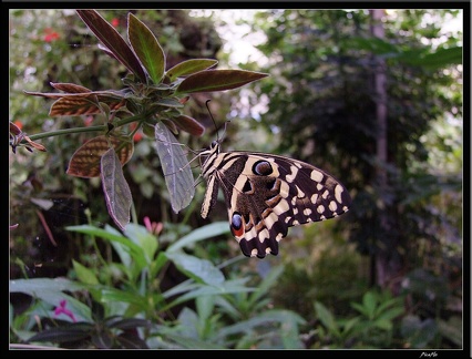 Serre aux papillons 047