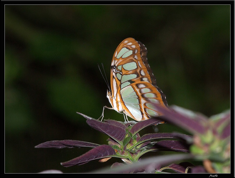 Serre_aux_papillons_048.jpg