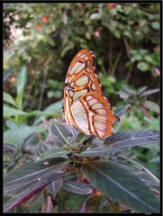 Serre aux papillons 051