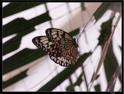 Serre aux papillons 054