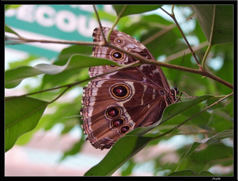 Serre_aux_papillons_056.jpg