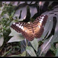 Serre aux papillons 061