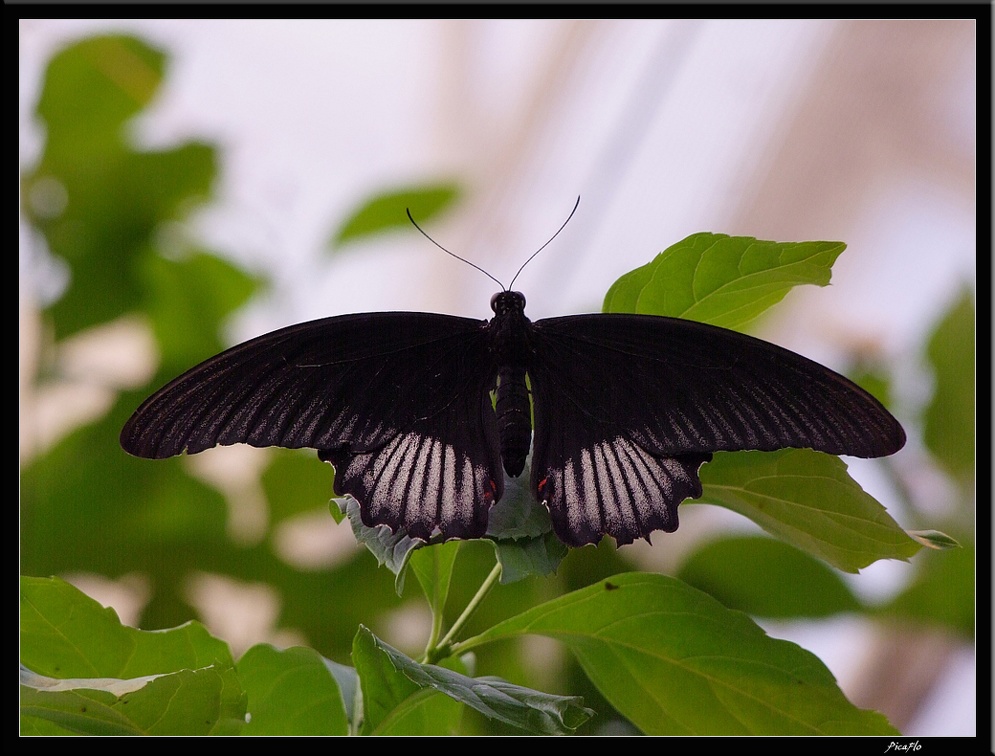 Serre aux papillons 062