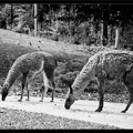 Zoo de Vincennes 002