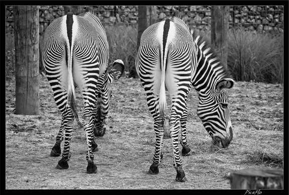 Zoo de Vincennes 016