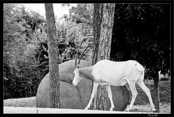 Zoo de Vincennes 021