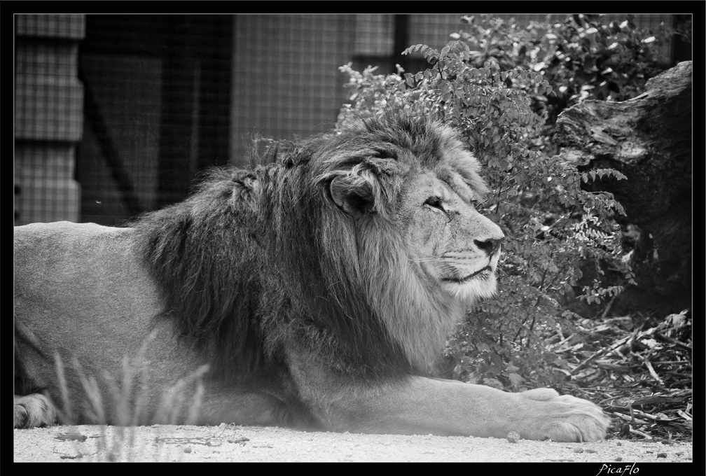 Zoo de Vincennes 023