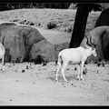 Zoo de Vincennes 025