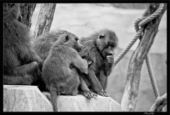 Zoo de Vincennes 041