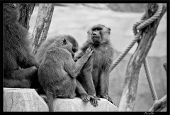 Zoo de Vincennes 042