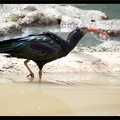 Zoo de Vincennes 050