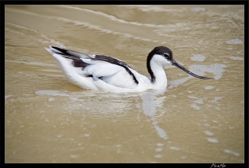 Zoo_de_Vincennes_052.jpg