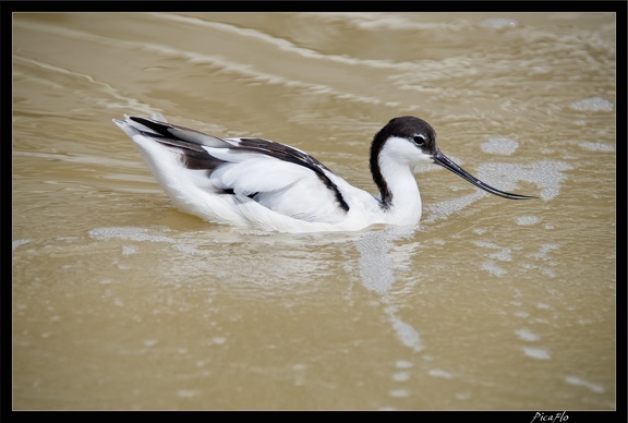 Zoo de Vincennes 052