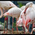 Zoo de Vincennes 057