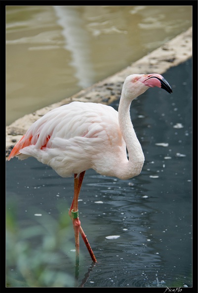 Zoo de Vincennes 064