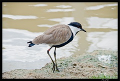 Zoo de Vincennes 065