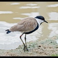 Zoo de Vincennes 065