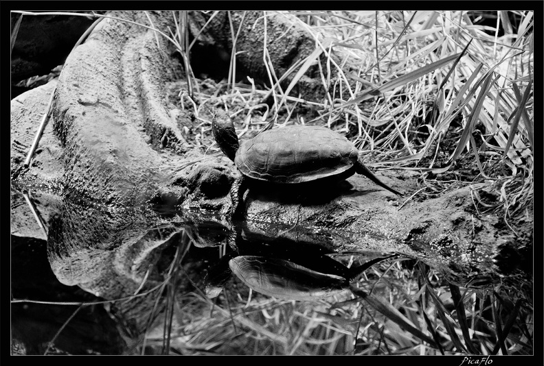 Zoo_de_Vincennes_068.jpg