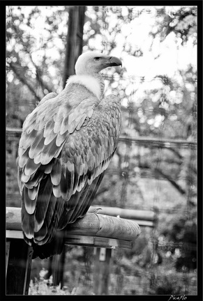 Zoo de Vincennes 078