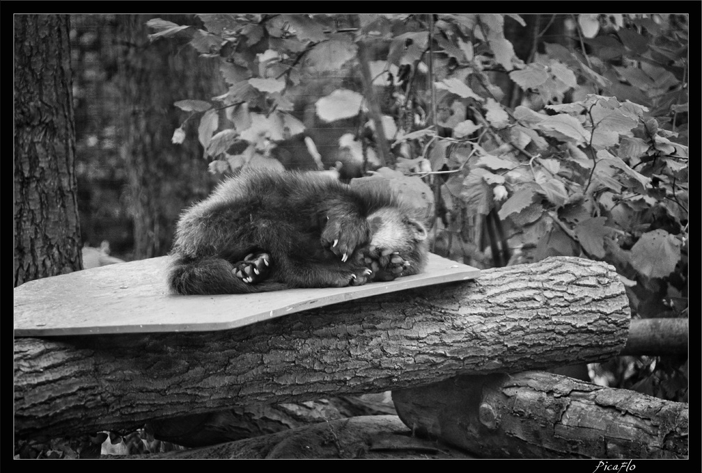 Zoo de Vincennes 081