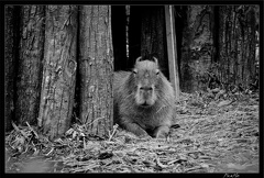 Zoo de Vincennes 082