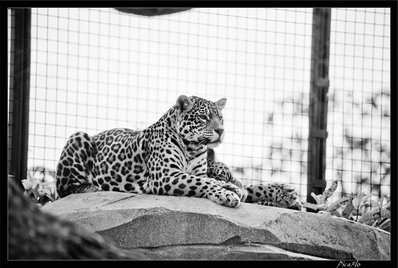 Zoo de Vincennes 083