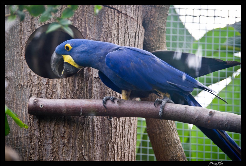 Zoo de Vincennes 092