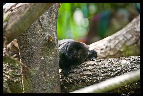 Zoo de Vincennes 099