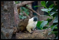 Zoo de Vincennes 104