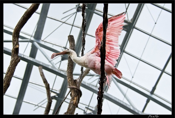 Zoo de Vincennes 105