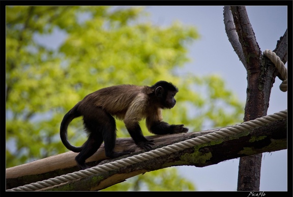 Zoo de Vincennes 117