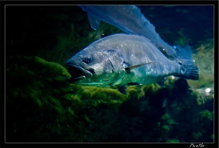 La Rochelle Aquarium 067