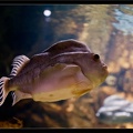 La Rochelle Aquarium 068